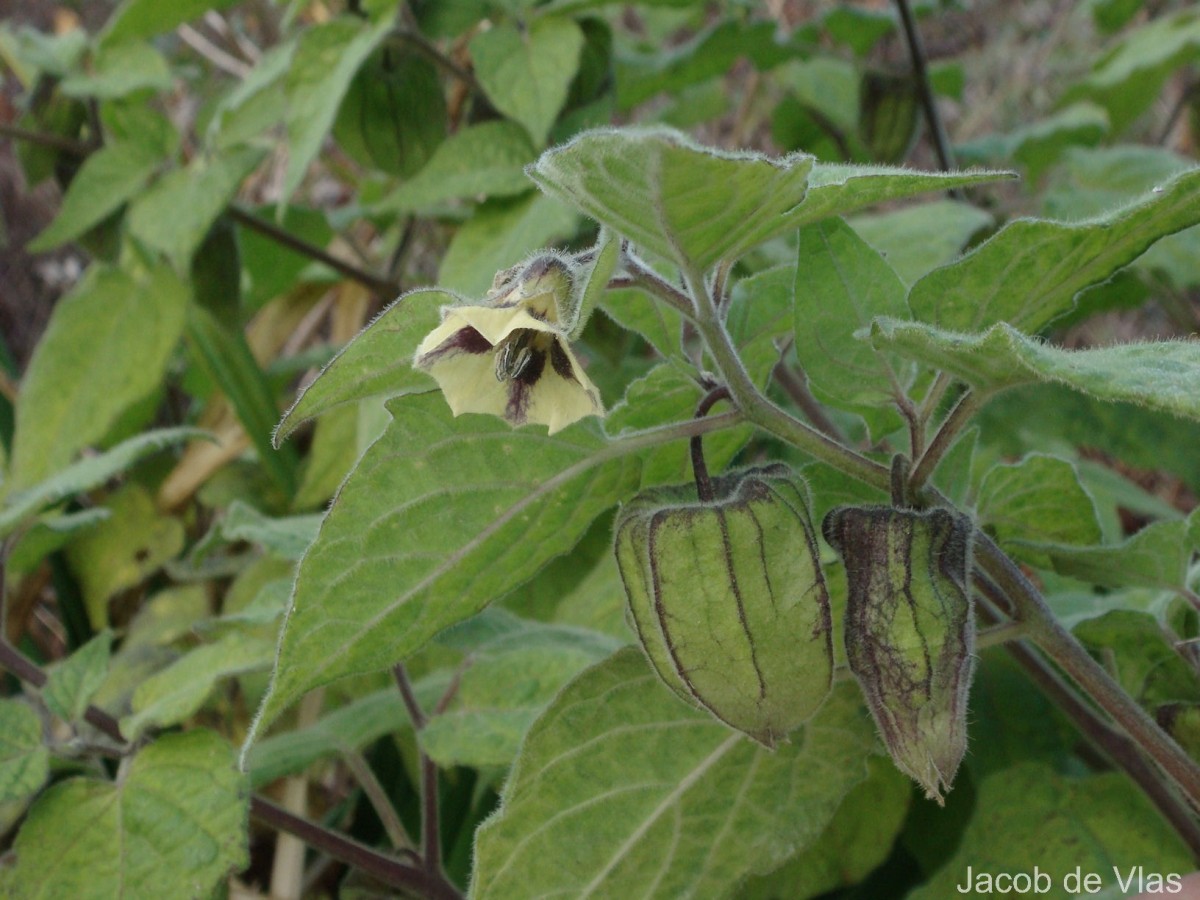 Physalis peruviana L.